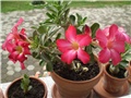 adenium
